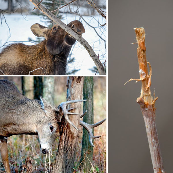 Deer Rubbing, Prevent Tree Damage