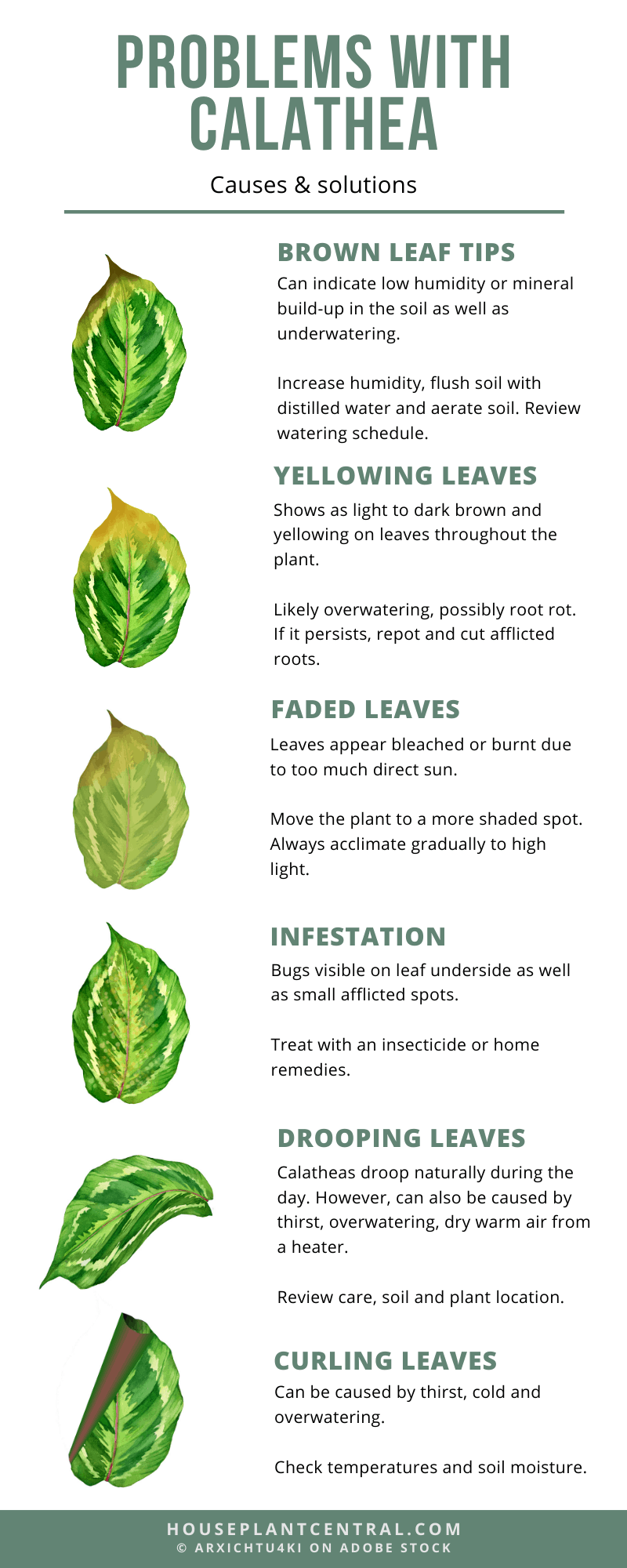 Ultimate Guide to Calathea Kiwi Nurseries Ltd