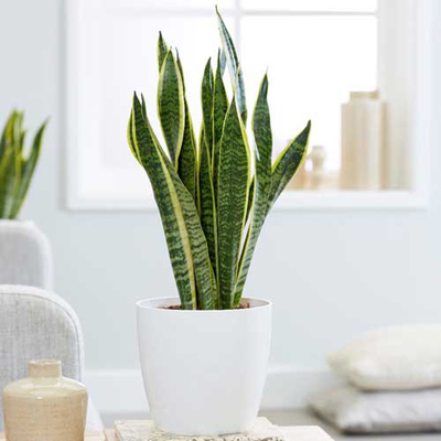 Ultimate Guide to Snake Plants • Kiwi Nurseries Ltd