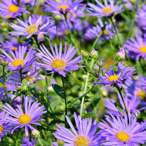 aster 400px