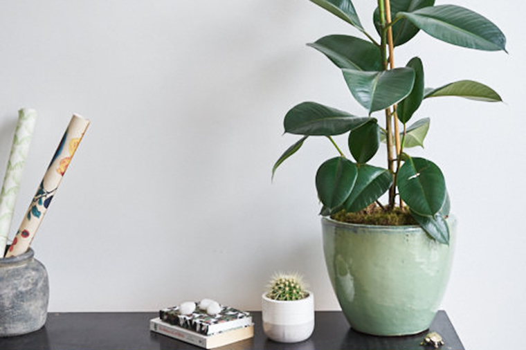 Rubber Plant: How To Grow Ficus Elastica The Right Way - Epic