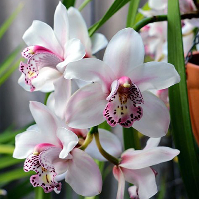 are cymbidium orchids bad for dogs