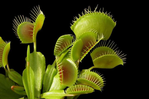 The Ultimate Guide To Carnivorous Plants • Kiwi Nurseries Ltd