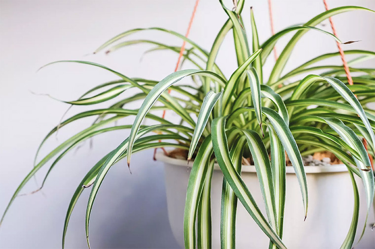 Chlorophytum comosum, Hawaiian Spider Plant