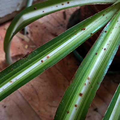 How to Control Fungus Gnats on Spider Plants