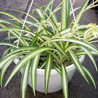 Spider Plant 'Hawaiian' - Evergreen Nursery