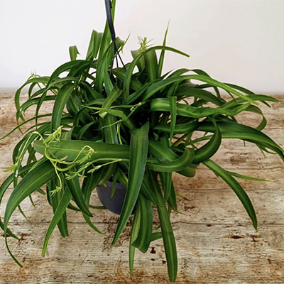 Spider Plant 'Hawaiian' - Evergreen Nursery