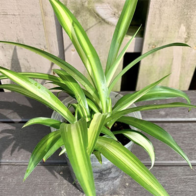 Spider Plant 'Hawaiian' - Evergreen Nursery