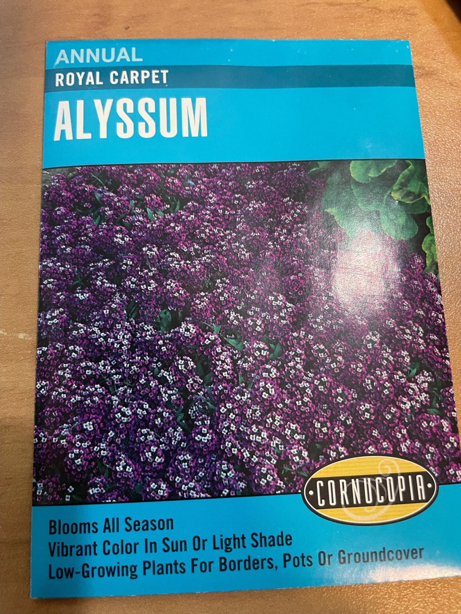 co-royal-carpet-alyssum-kiwi-nurseries-ltd