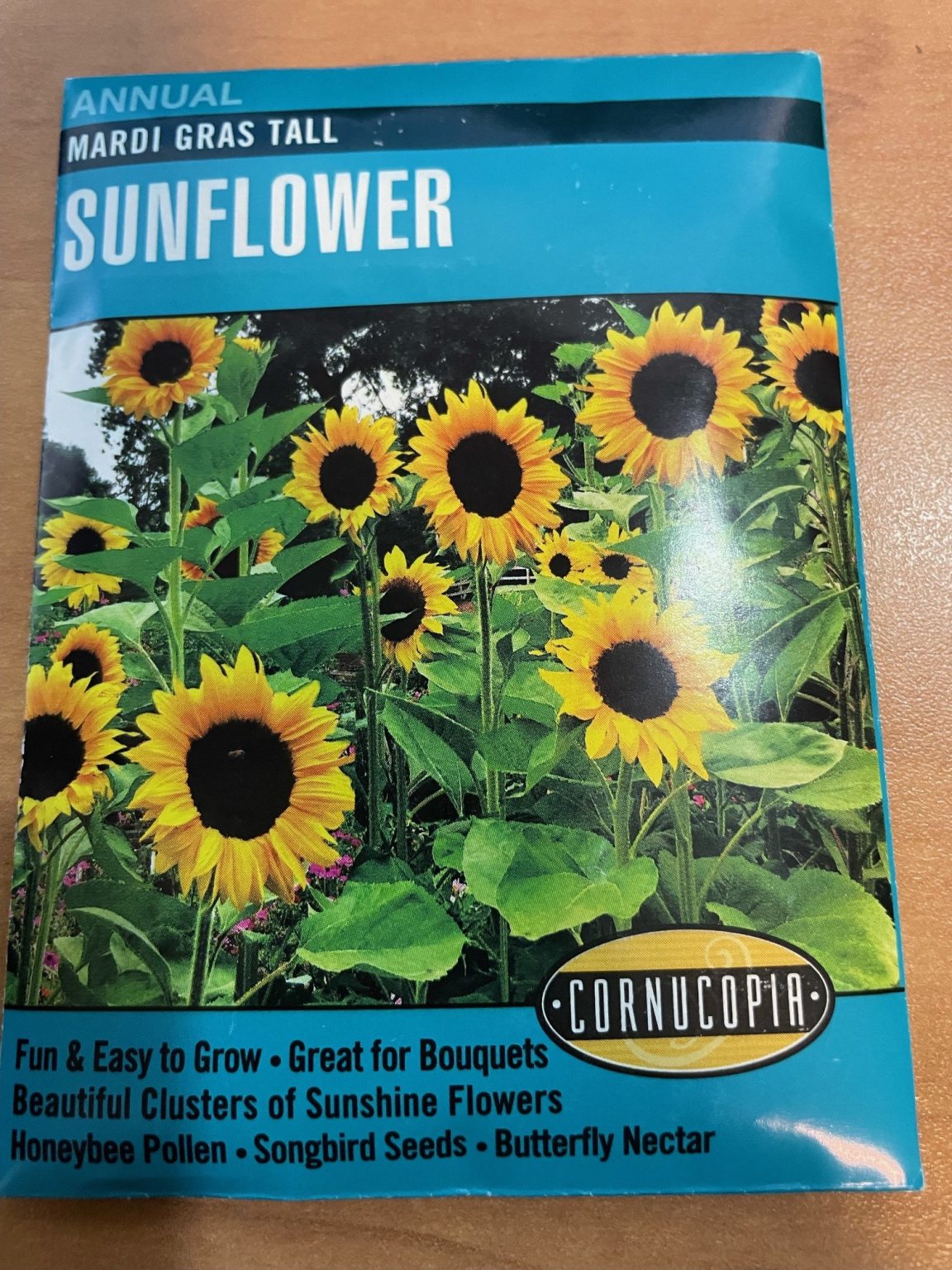 CO Mardi Gras Sunflower Kiwi Nurseries Ltd