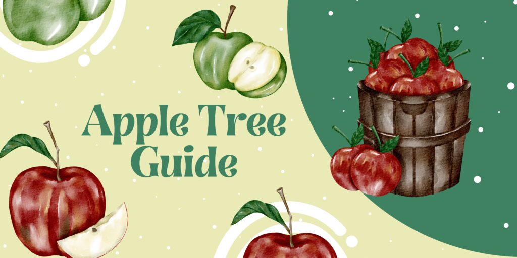 Apple Tree Guide