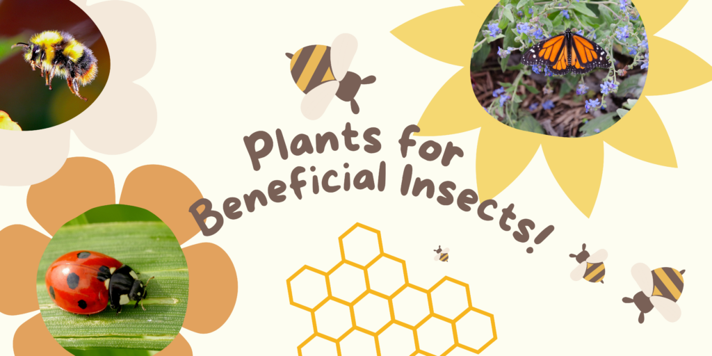 Plants for Beneficial Insects