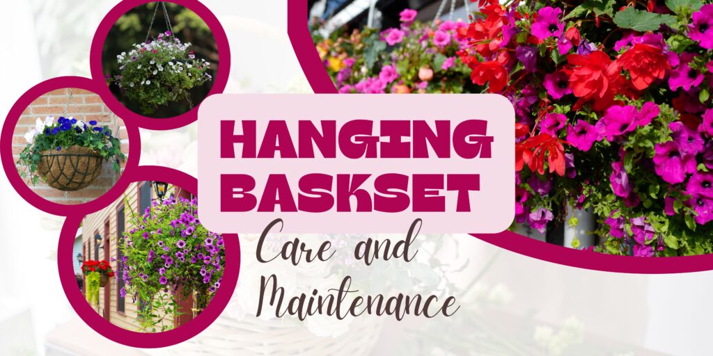 Hanging Basket Care and Maintenance