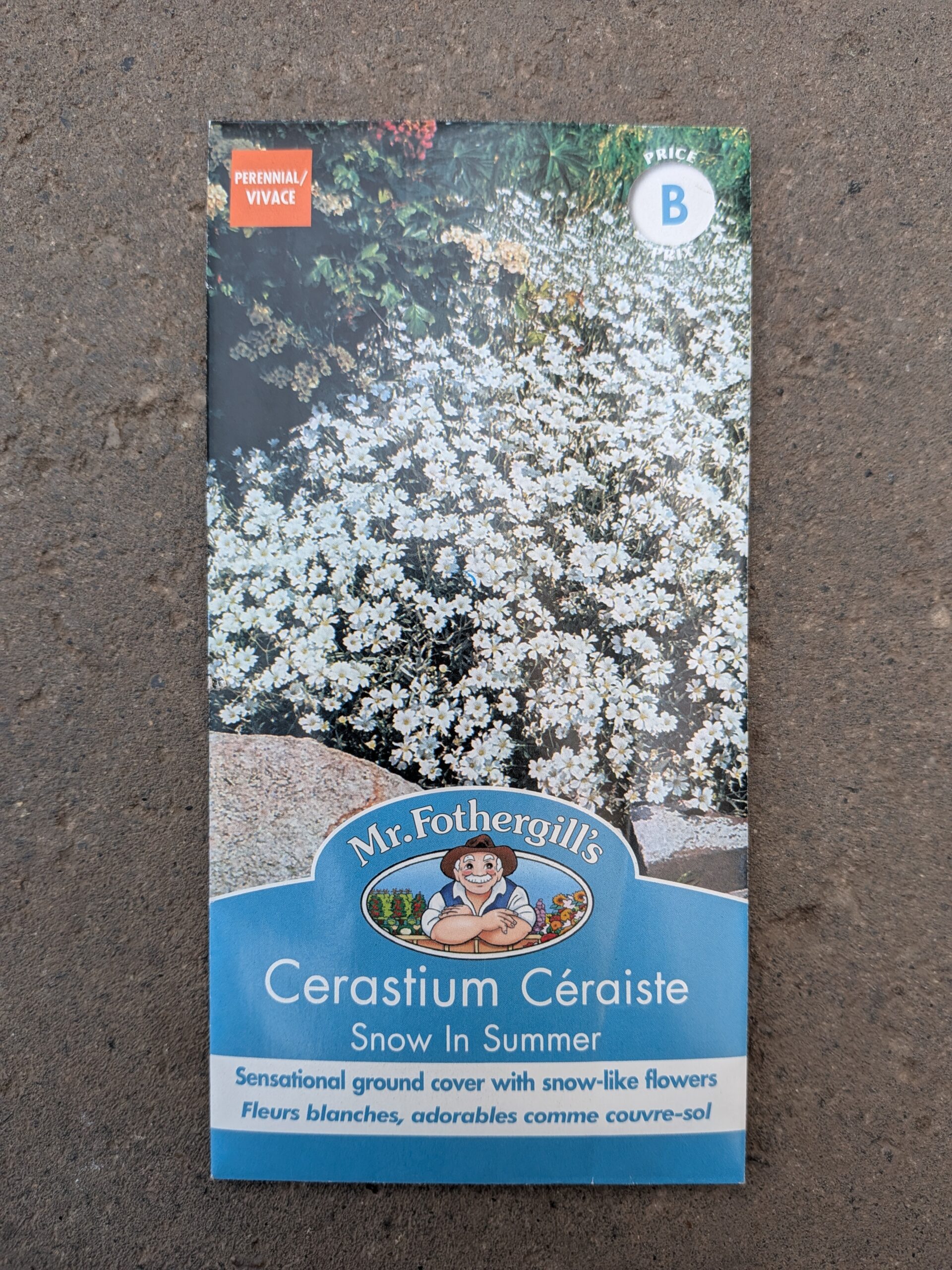 Cerastium Snow in Summer Seeds