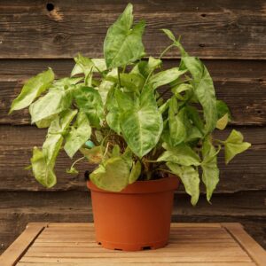 Arrowhead Plant