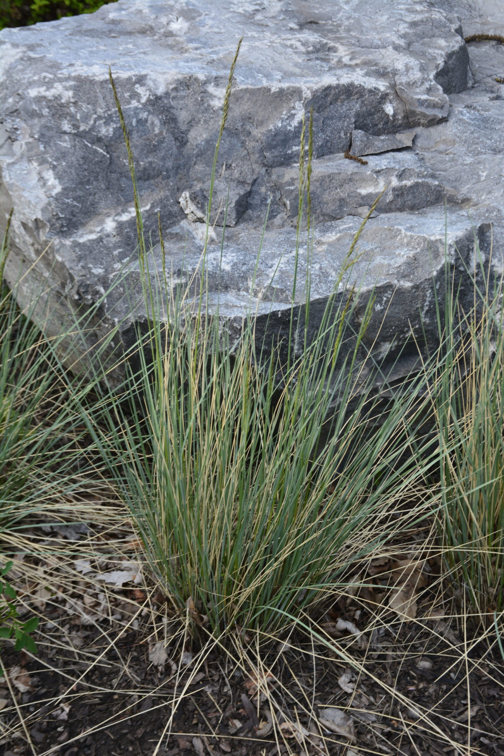 Perennial Grass Blue Oat Grass Helictotrichon Sempervirens 1 Gallon Perennial Grass Blue Oat Grass Helictotrichon Sempervirens 1 Gallon
