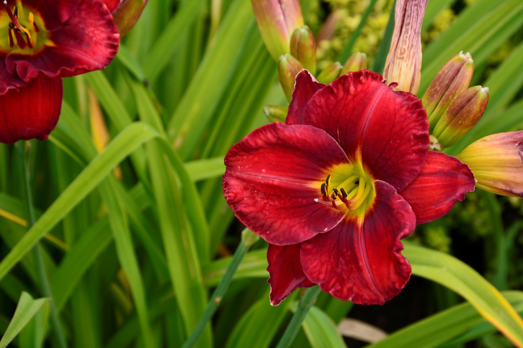 Chicago Apache Daylily