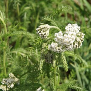 Common Yarrow