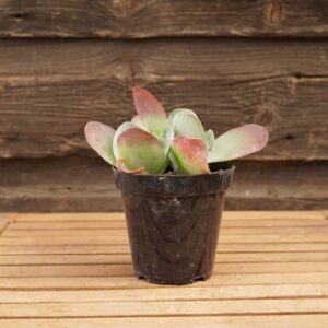 Flapjack Plant