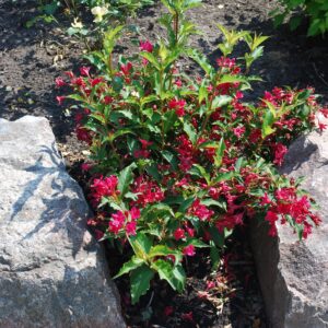 Red Prince Weigela