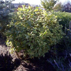 Golden Variegated Dogwood