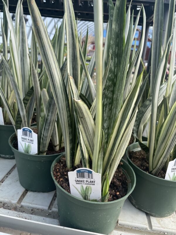 6" Snake plant