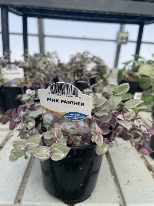 4" Callisia Pink Panther