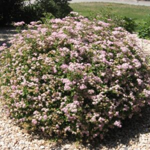 Little Princess Spirea