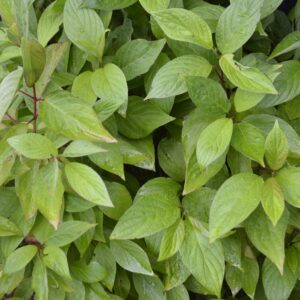 Little Rebel Dogwood