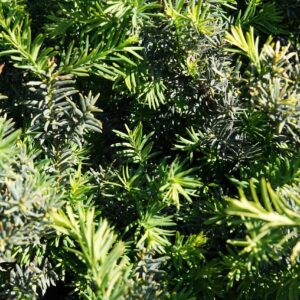 Morden Yew