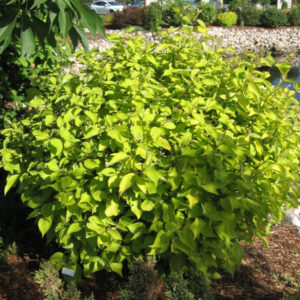 Prairie Fire Dogwood