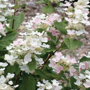 Quick Fire Hydrangea