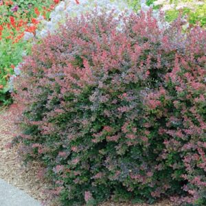 Royal Burgundy Barberry