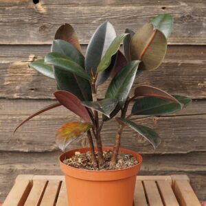 Rubber Plant