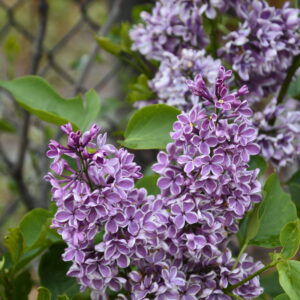 Sensation French Lilac - Kiwi Nurseries