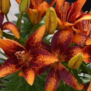 Tiny Orange Sensation Dwarf Asiatic Lily - Kiwi Nurseries
