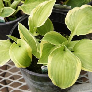 Wide Brim Hosta