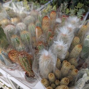 cactus assorted