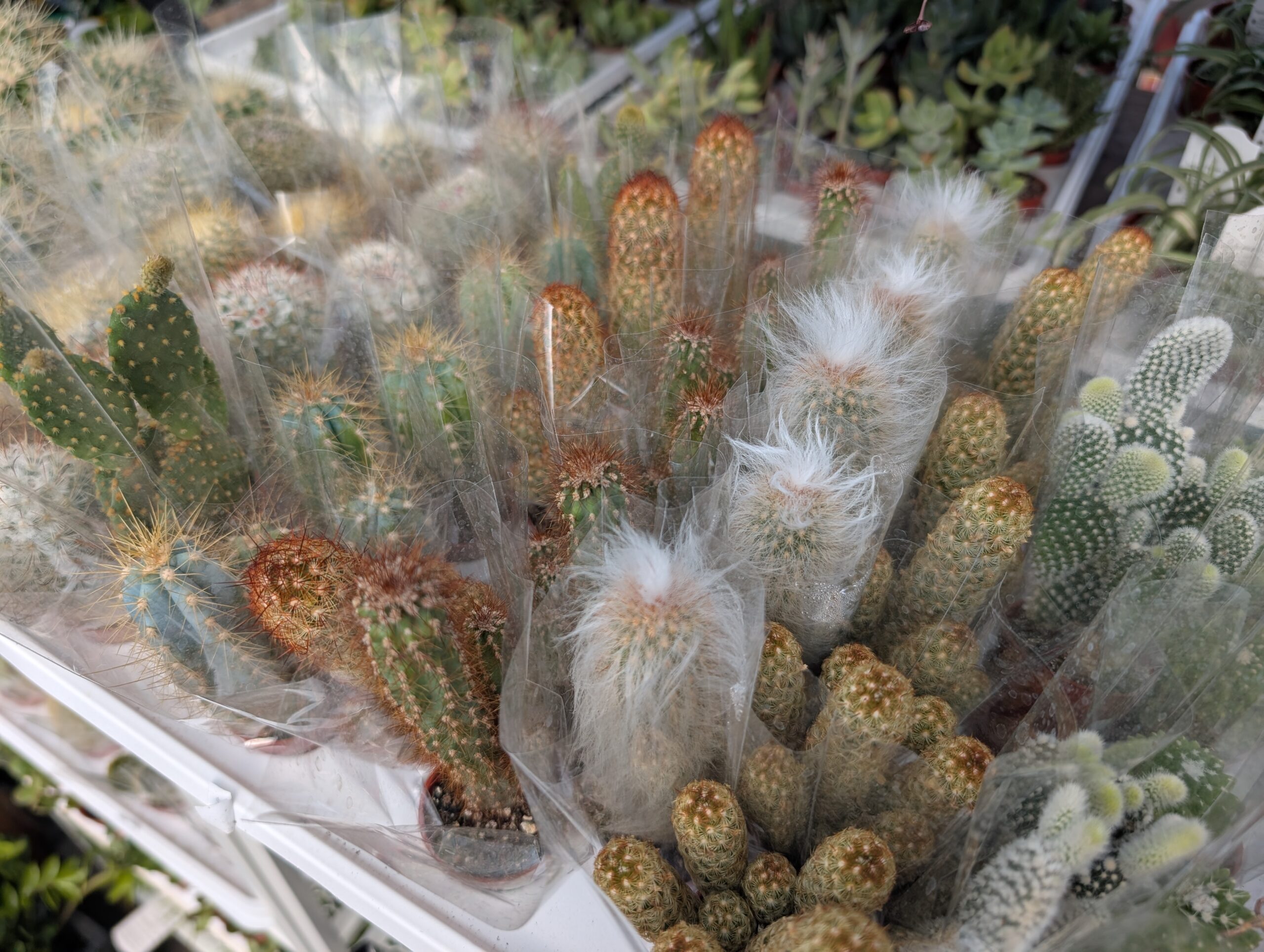 Assorted 1.5″ Cactus