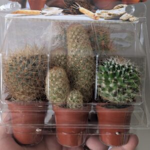 Cactus Greenhouse (6 cactus)