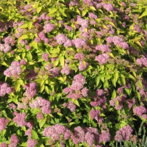 Goldmound Spirea