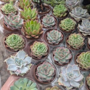 mini succulents