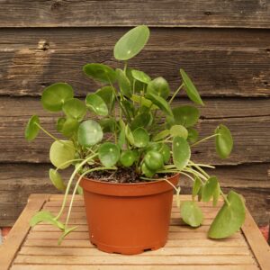 Chinese Money Plant