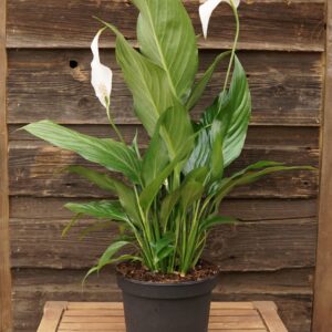 Peace Lily