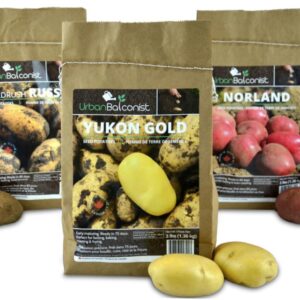 Urban Balconist Potatoes