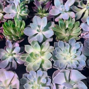 Assorted 4" Succulent