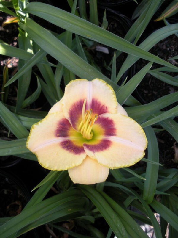 Custard Candy Daylily