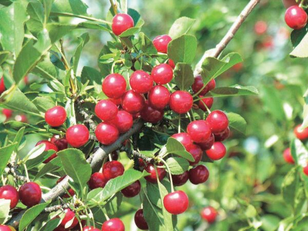Sour Cherry Shrub
