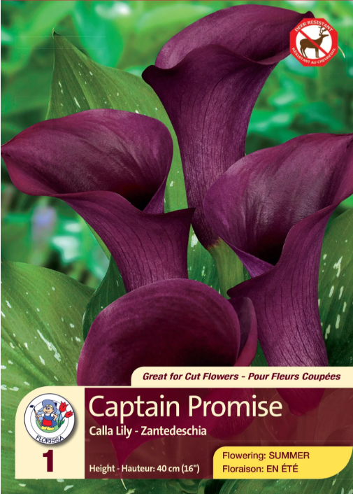 Calla Captain Promise