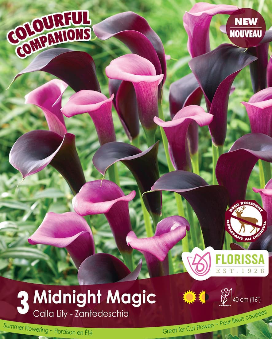 Midnight Magic Calla Lily